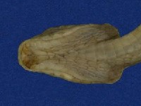 大頭蛇藏品圖，第3張